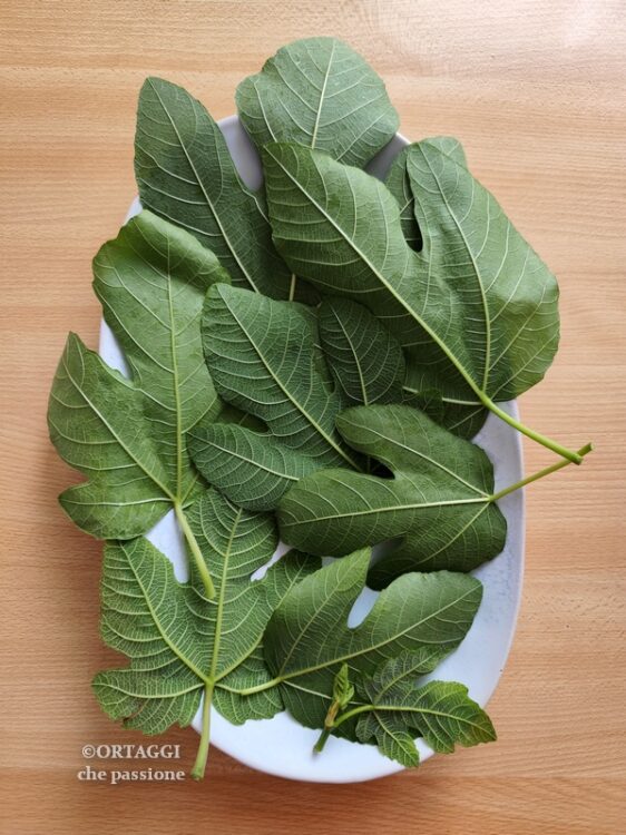 foglie di fico lavate