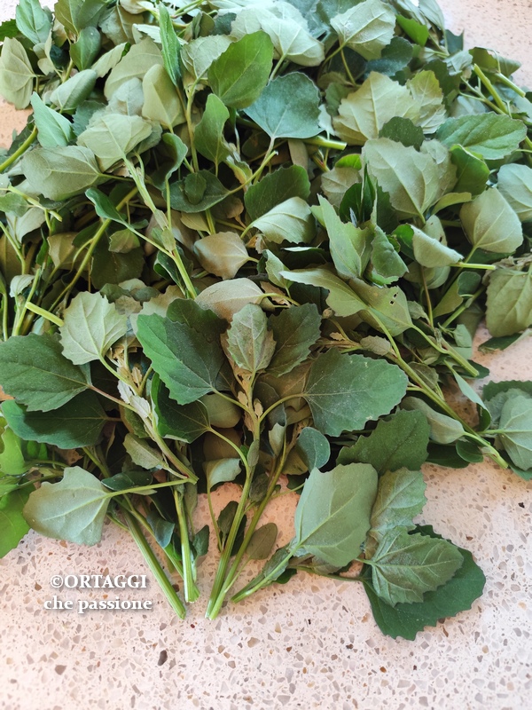 raccolta spinaci selvatici Chenopodium album