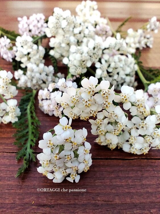 achillea bianca dettaglio fiore