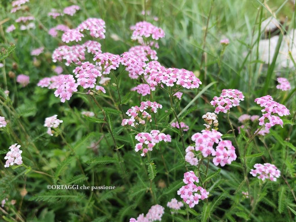 achillea rosa nel prato