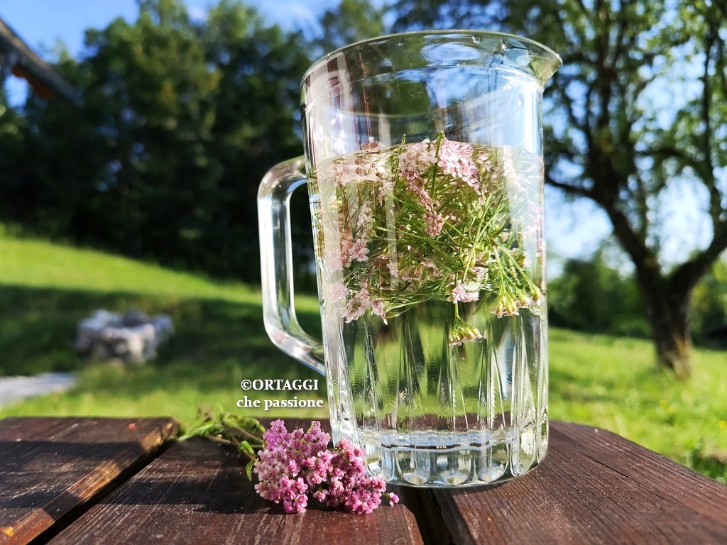 tisana di achillea millefoglie