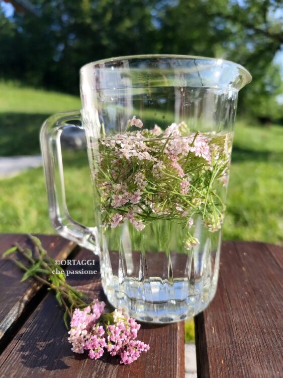 tisana infuso di achillea millefoglie a freddo 