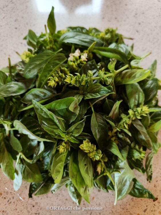 lavare basilico foglie e fiori