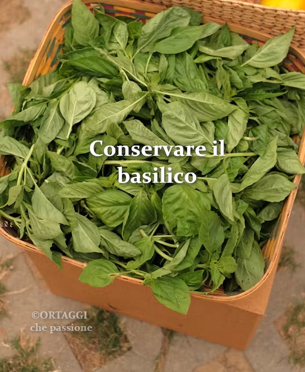 come conservare il basilico freezer secco frigo