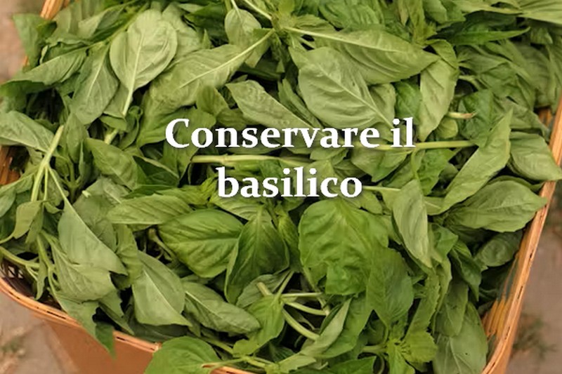 conservare il basilico fresco tutti i metodi e tecniche