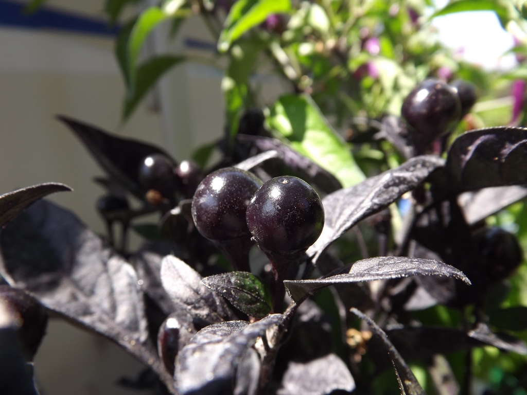 Incontra Il Peperoncino Perla Nera, Una Pianta Preziosa - Foto 14