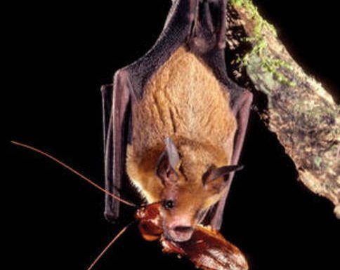 Riso biologico, con aiuto pipistrelli cala impiego pesticidi
