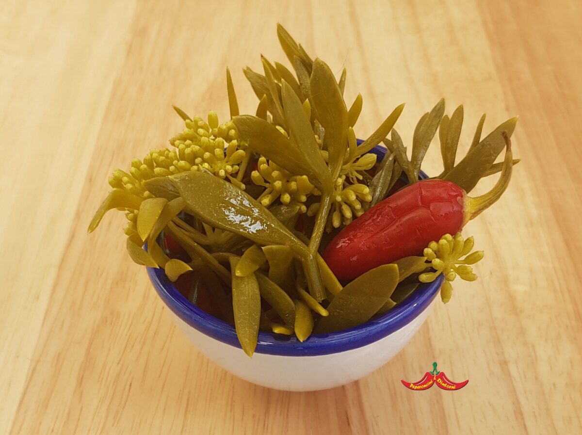 Il finocchio marino, Crithmum maritimum, sott'olio Il finocchio marino, Crithmum maritimum, sott'olio