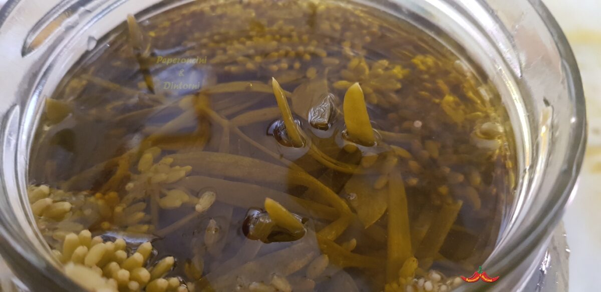 Il finocchio marino, Crithmum maritimum, sott'olio Il finocchio marino, Crithmum maritimum, sott'olio