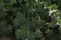Silybum marianum o cardo mariano