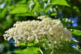 fiori di sambuco