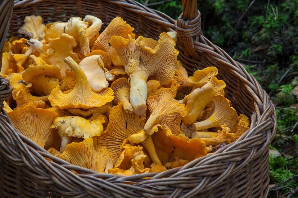 Funghi galletti nella cesta
