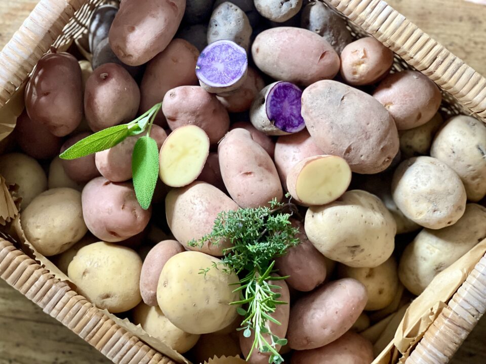 Patate gialle, bianche, rosse e viola, come utilizzarle in cucina