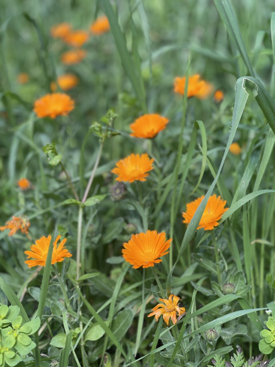 Calendula