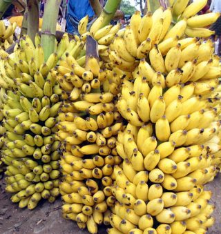 calorie in media di una banana matura e grande