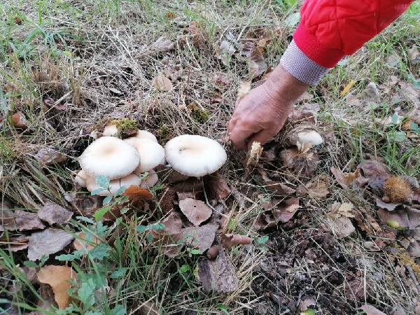 funghi pioppini in padella