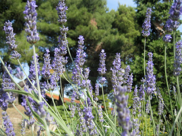 Scrub Alla Lavanda Fatto In Casa Ricette Di Campagna