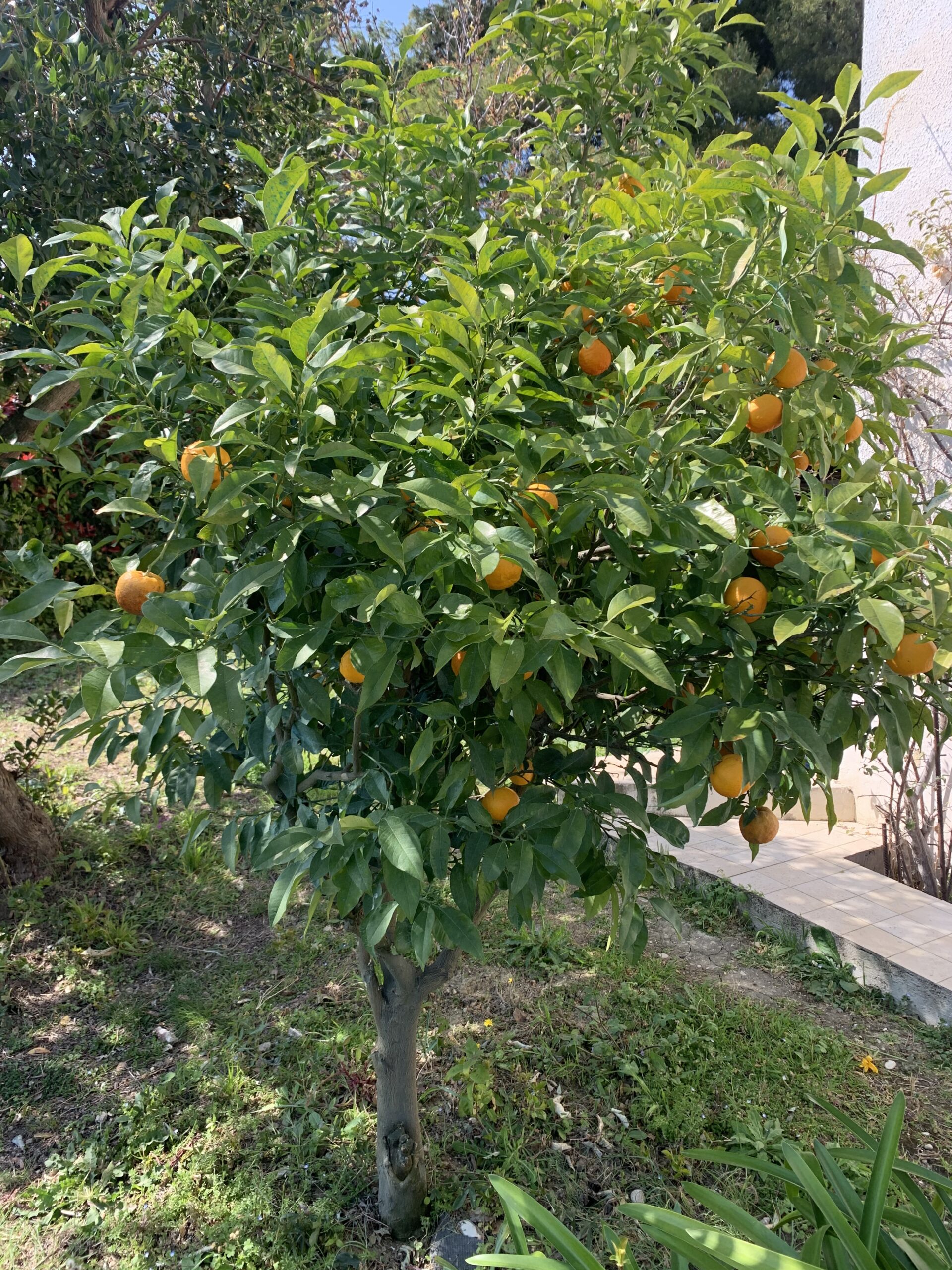 Marmellata di arance amare con scorze - albero