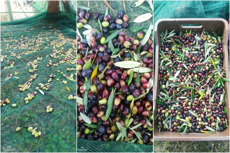 Raccolta delle olive e olio nuovo