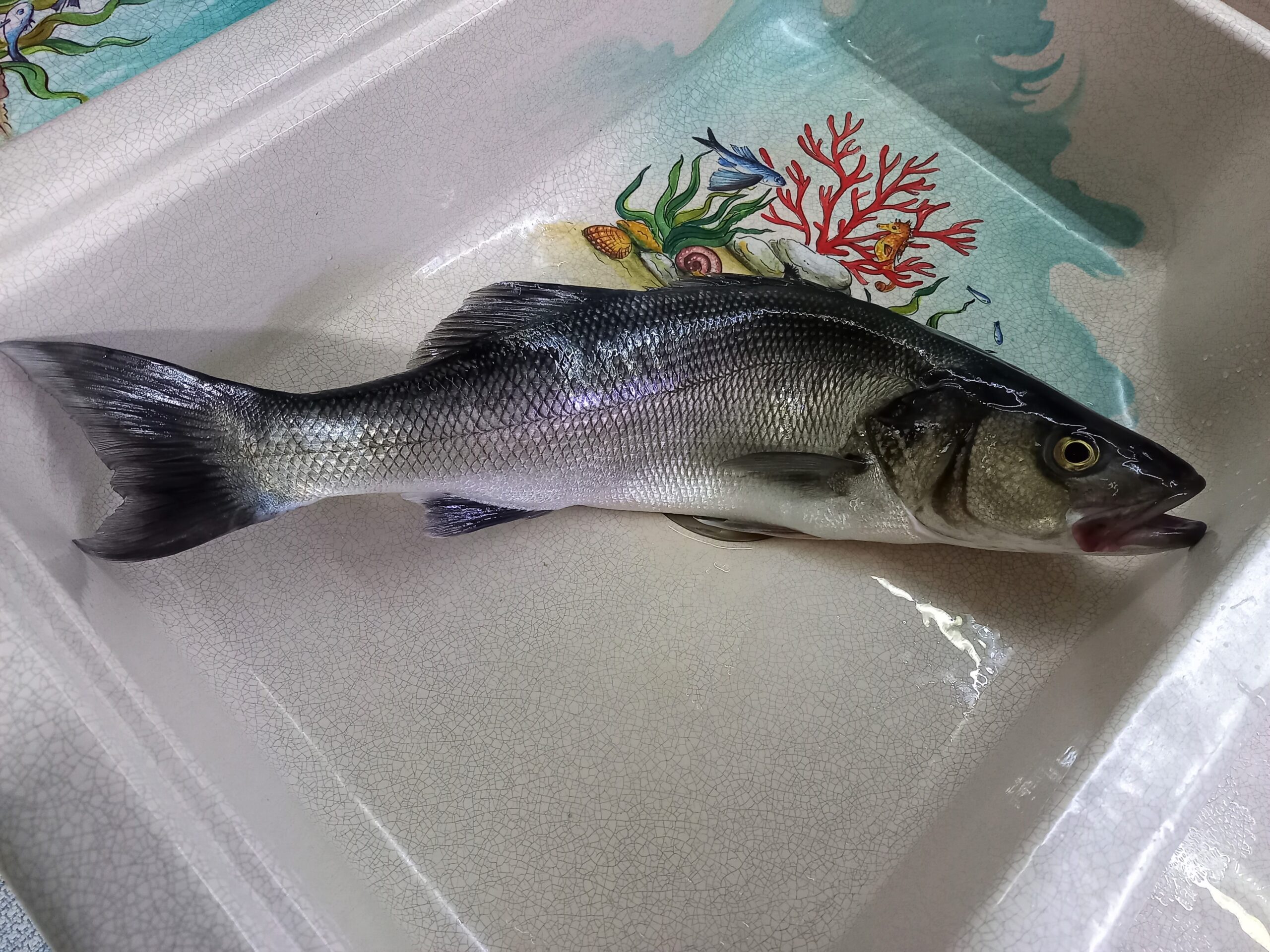 Branzino 