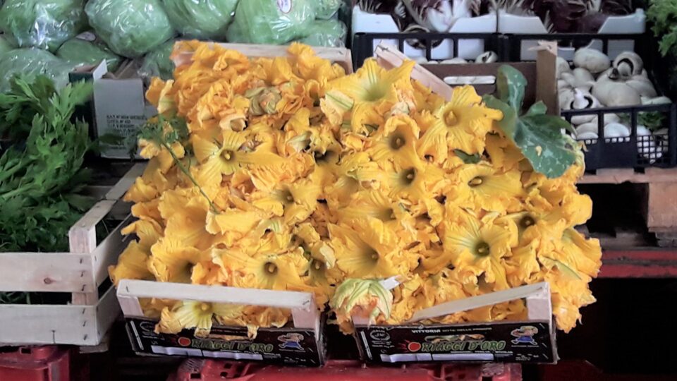 fiori di zucca