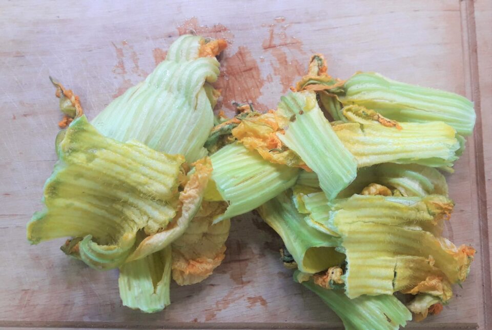 fiori di zucca