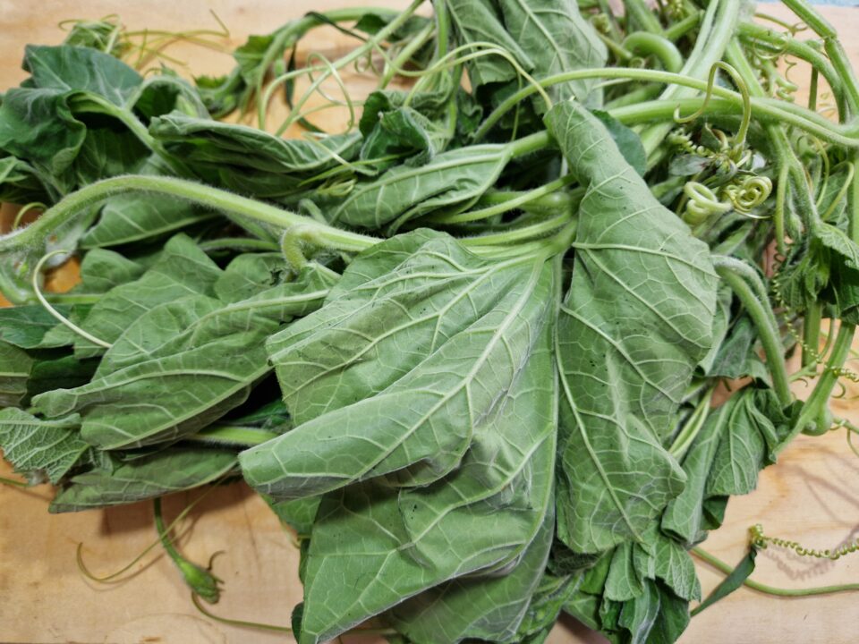La pasta con i tenerumi siciliana ricetta originale