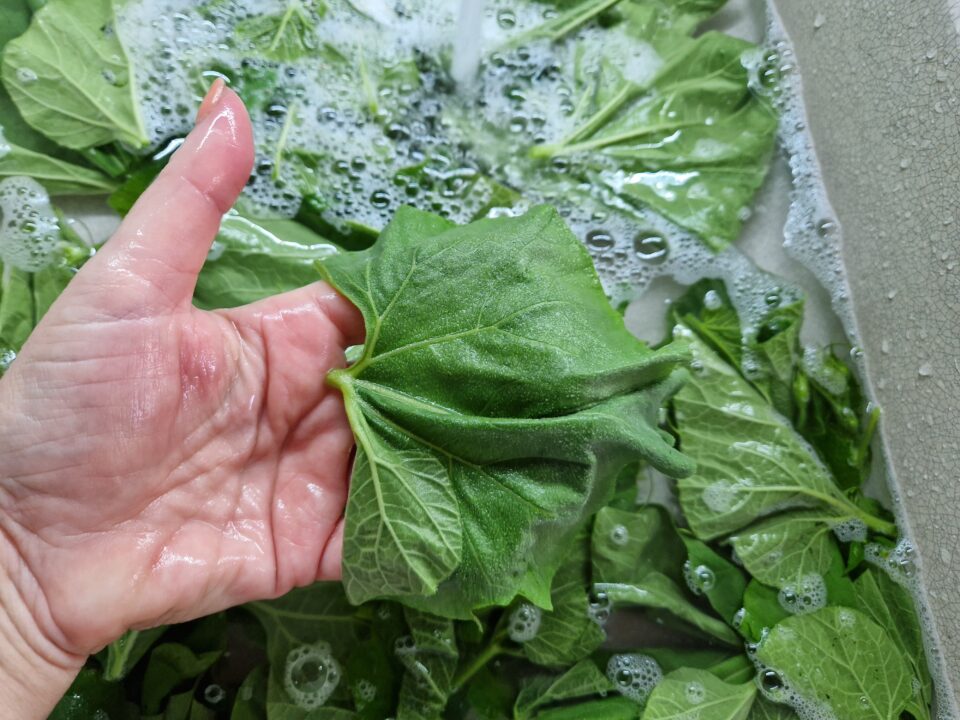 La pasta con i tenerumi siciliana ricetta originale