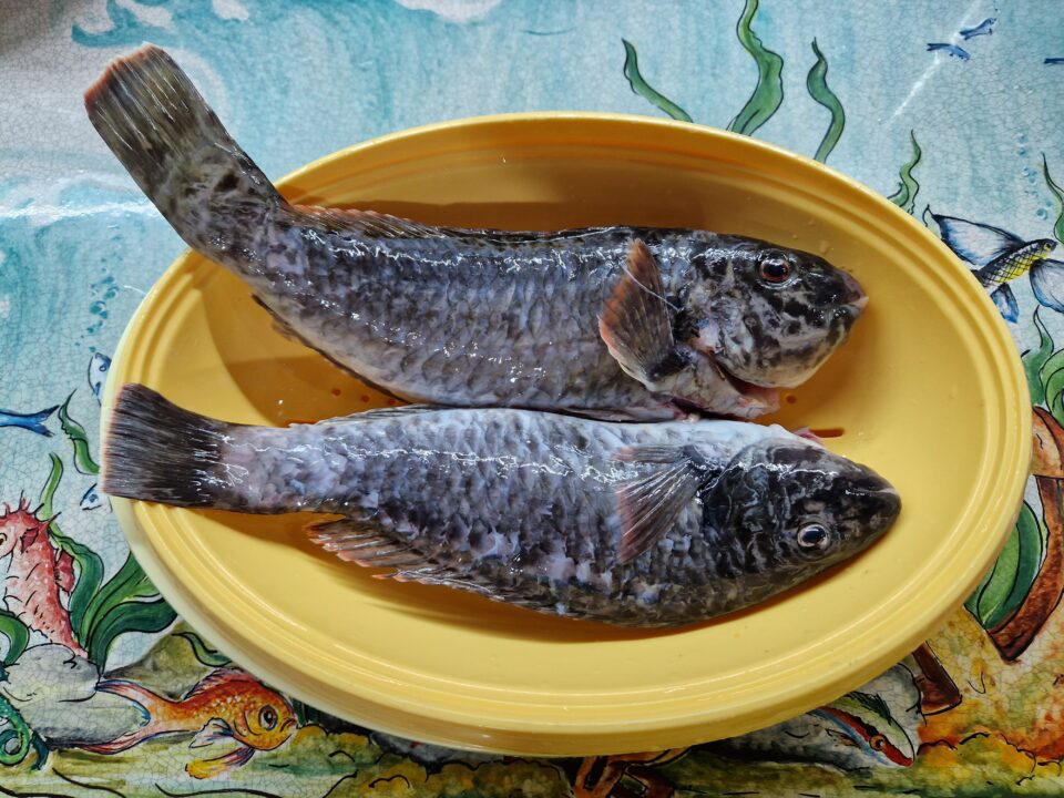 pesce pappagallo