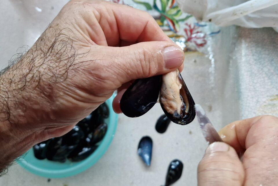 apri cozze