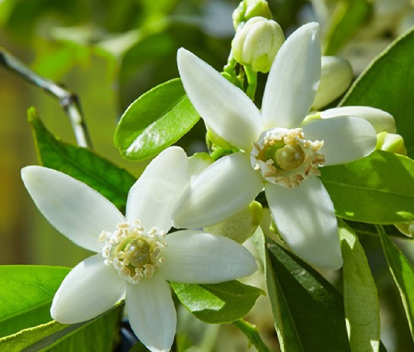 fiori di zagara