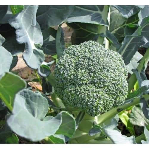 broccoli