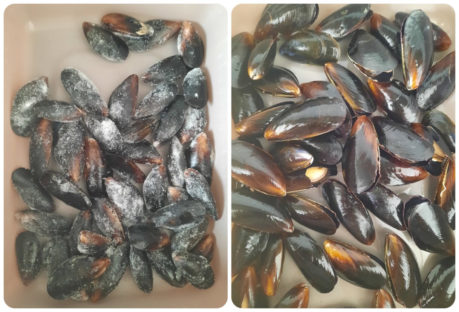 spaghetti vongole surgelate con guscio