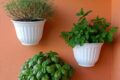 Basilico, timo e menta: profumi, gusto e benessere in cucina