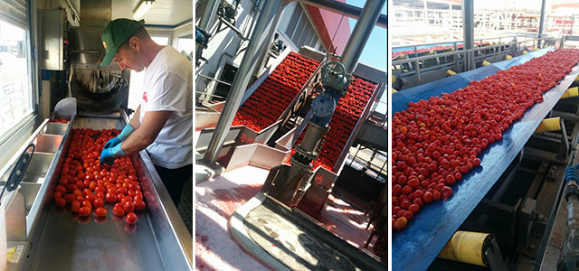 I nostri pomodori, selezionati, puliti e lavati si avviano verso le altre fasi della lavorazione.