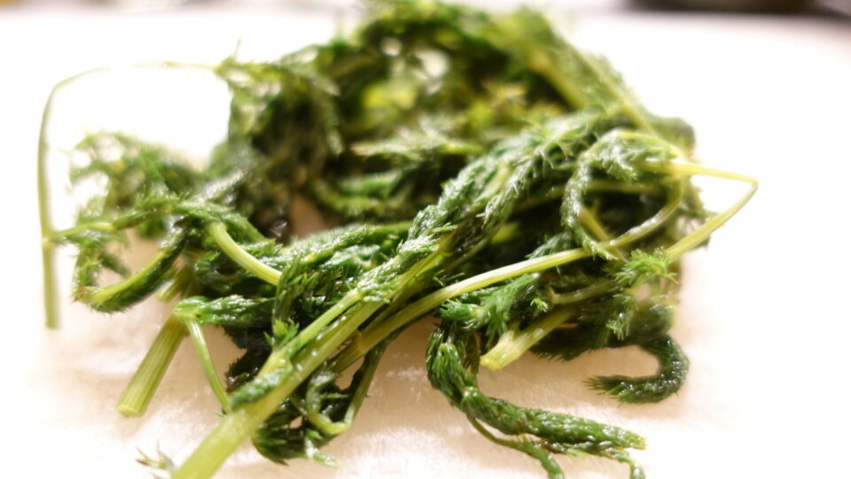 spaghetti acciughe e finocchietto selvatico