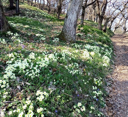 Primule selvatiche e coraggiose…Avanza primavera