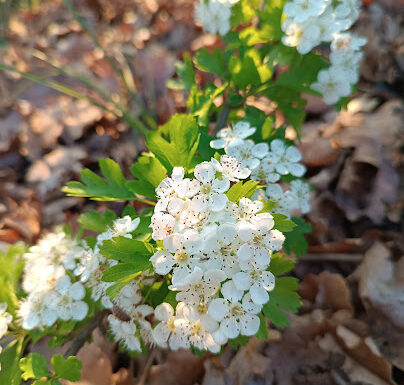 Biancospino…In primavera col suo profumo