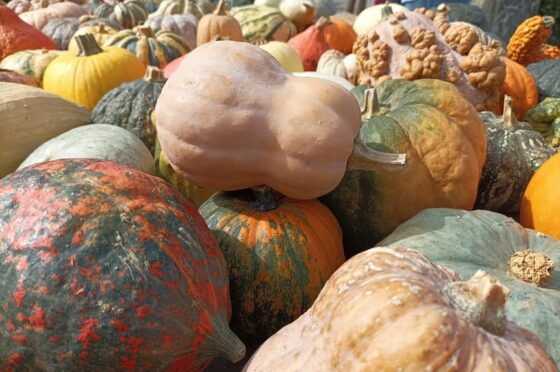 Cinque ricette facilissime e gustose con la zucca