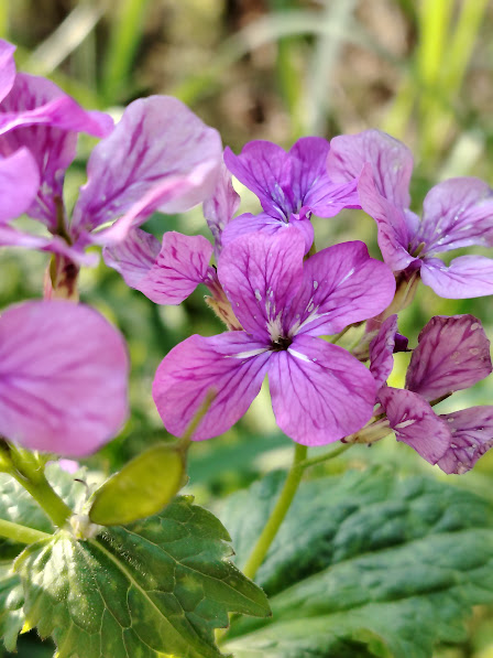 Lunaria annua