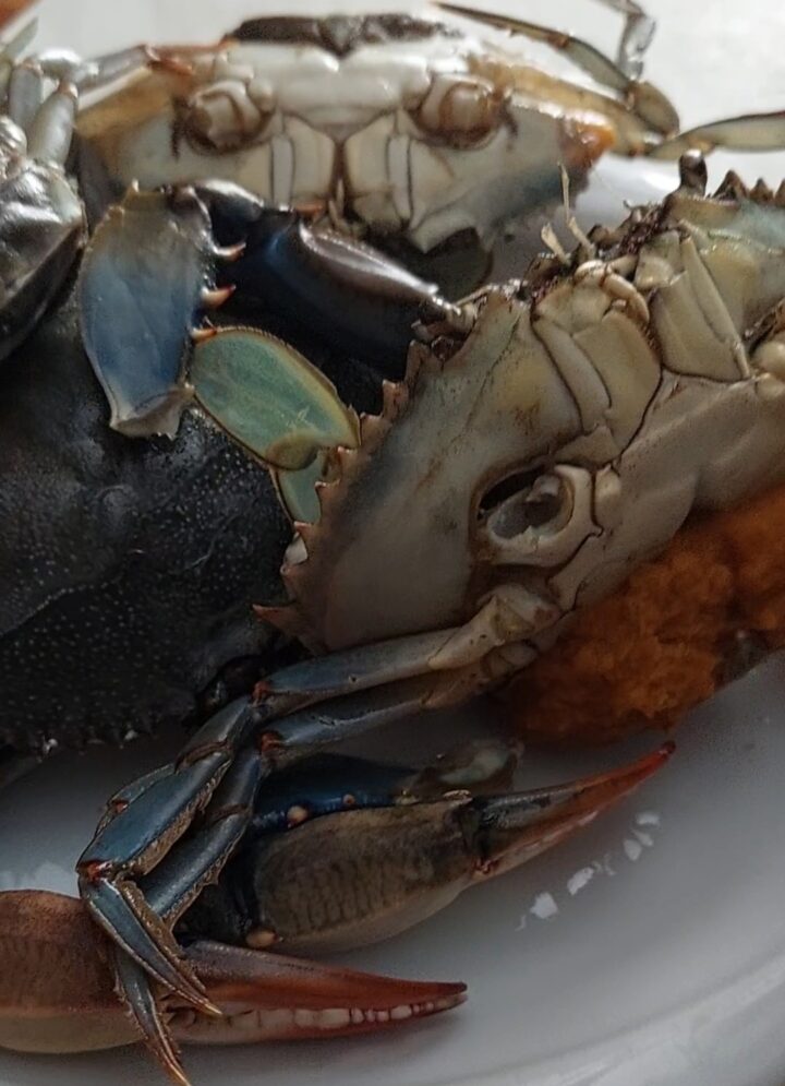 Spaghetti al granchio blu